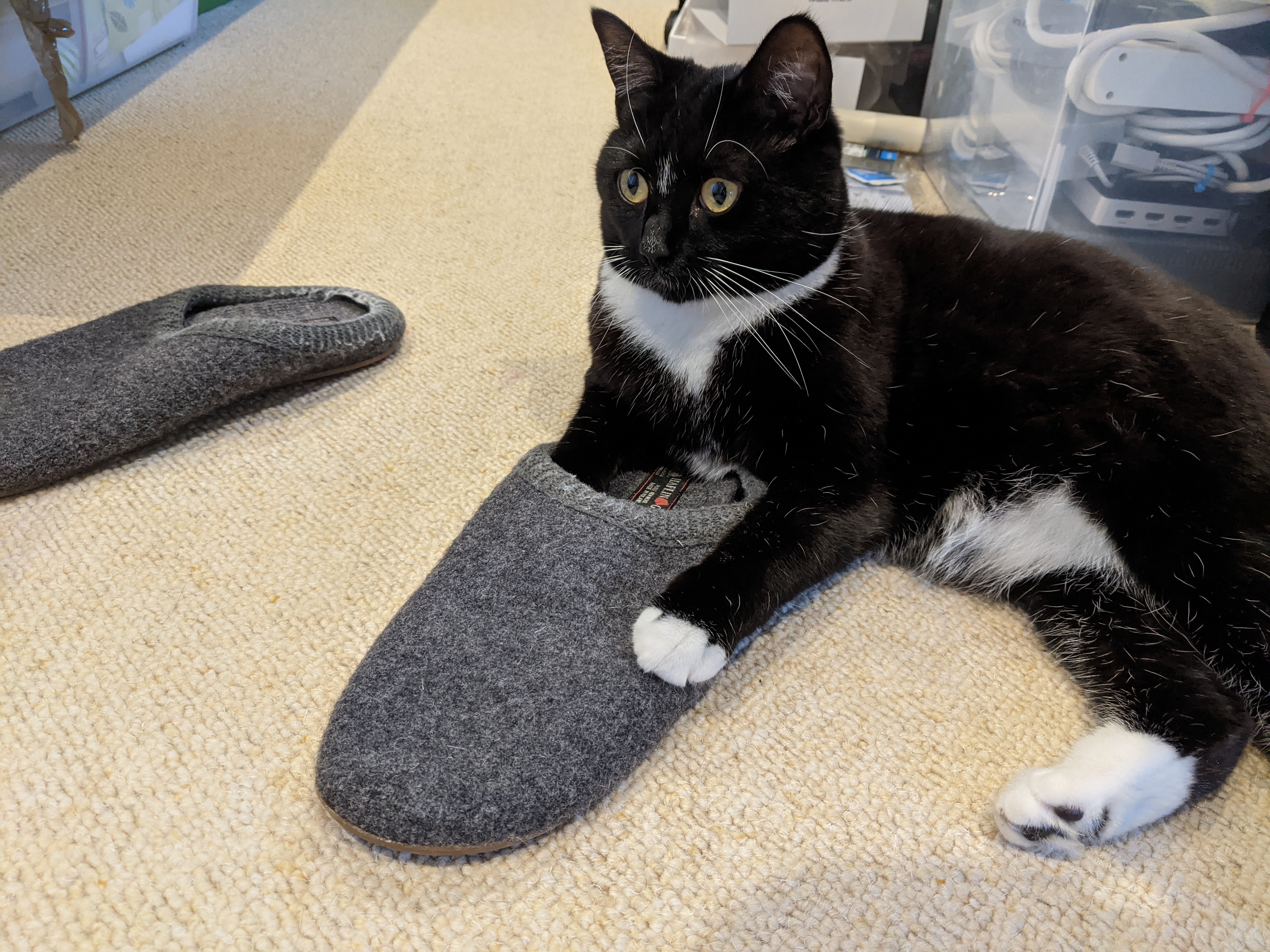 A cool tuxedo cat wearing human shoes.